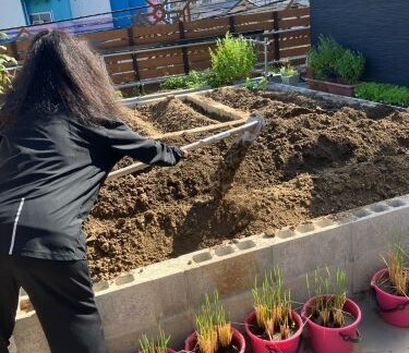 秋の農園で畝をつくり、苗と種を植えたところ