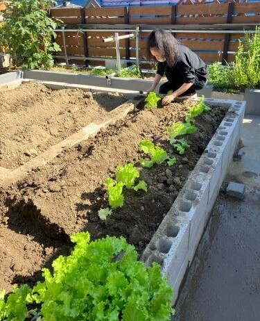 秋の農園で畝をつくり、苗と種を植えたところ