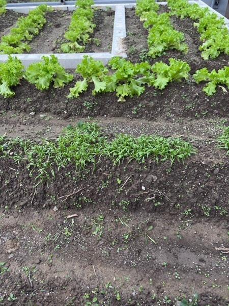 ほうれん草を間引いているところ