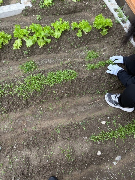 ほうれん草を間引いているところ