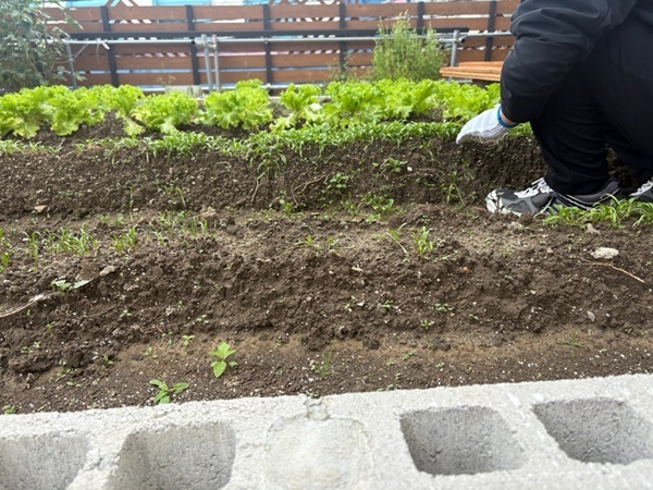 ほうれん草を間引いているところ