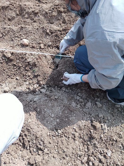 手作業で種芋を植えているところ
