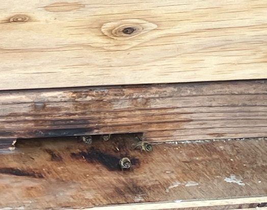 木の台に据えた巣箱