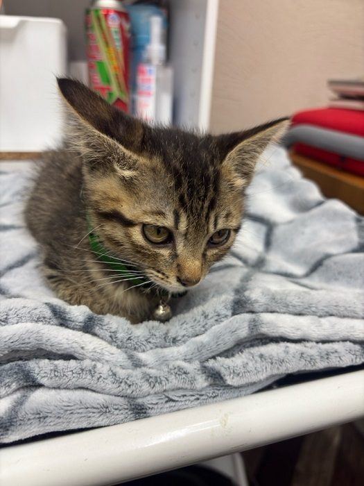 毛布の上でくつろぐ子猫
