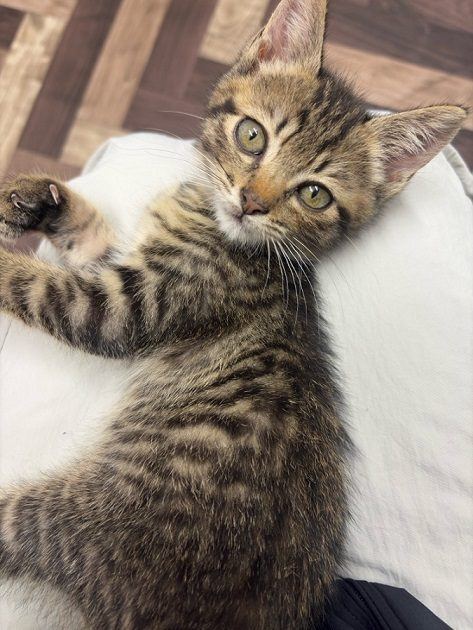 こちらを見上げる子猫