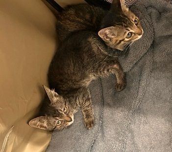 寄り添って眠る2匹の子猫