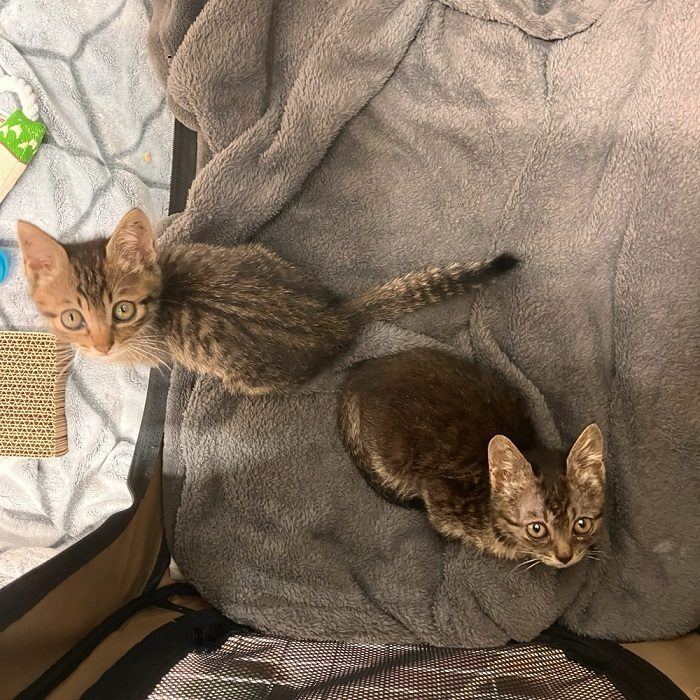 布の上に並ぶ2匹の子猫