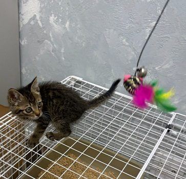 おもちゃで遊ぶ子猫