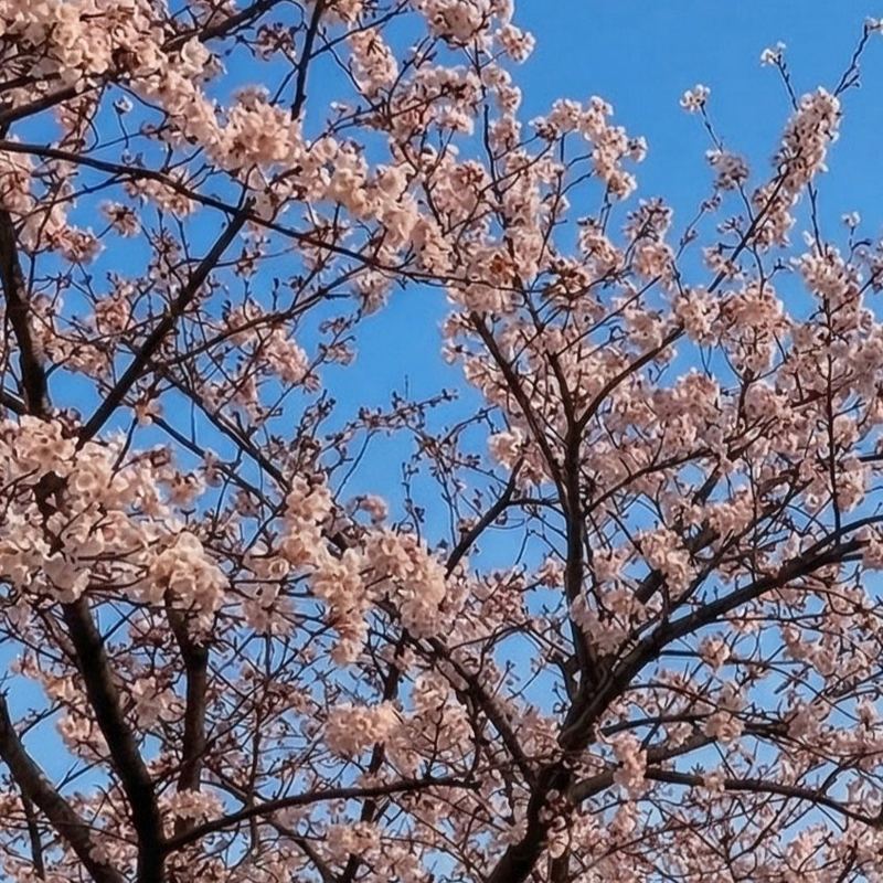 見上げた桜