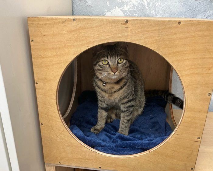 手づくりの木製ハウスに入った看板猫