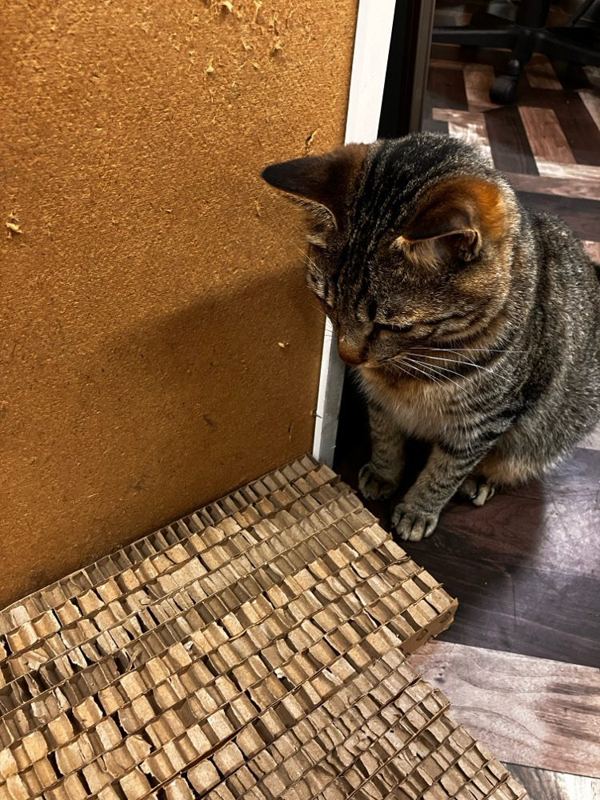 段ボールの爪とぎに乗る猫