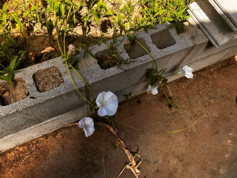 ブロック際に植えた苗